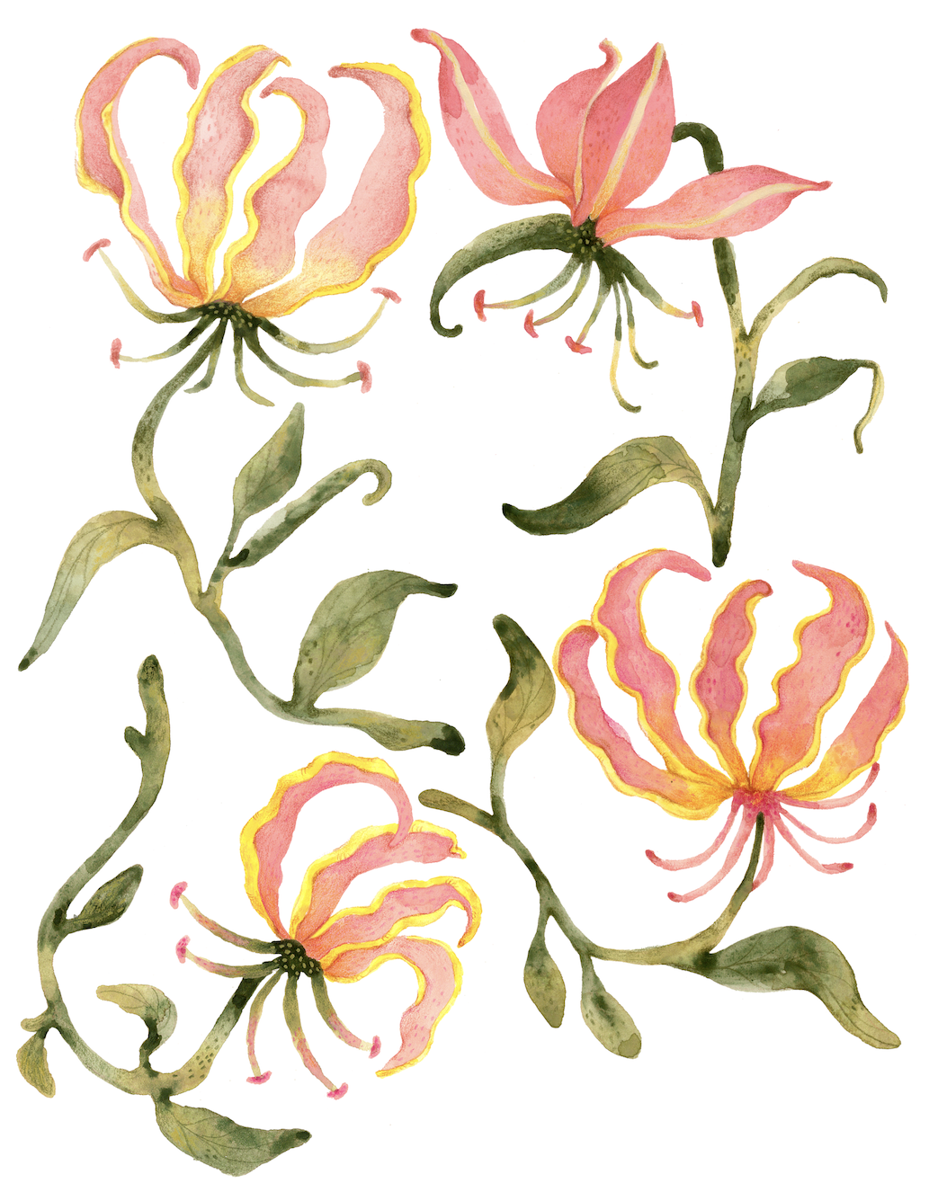 Fire Lilies