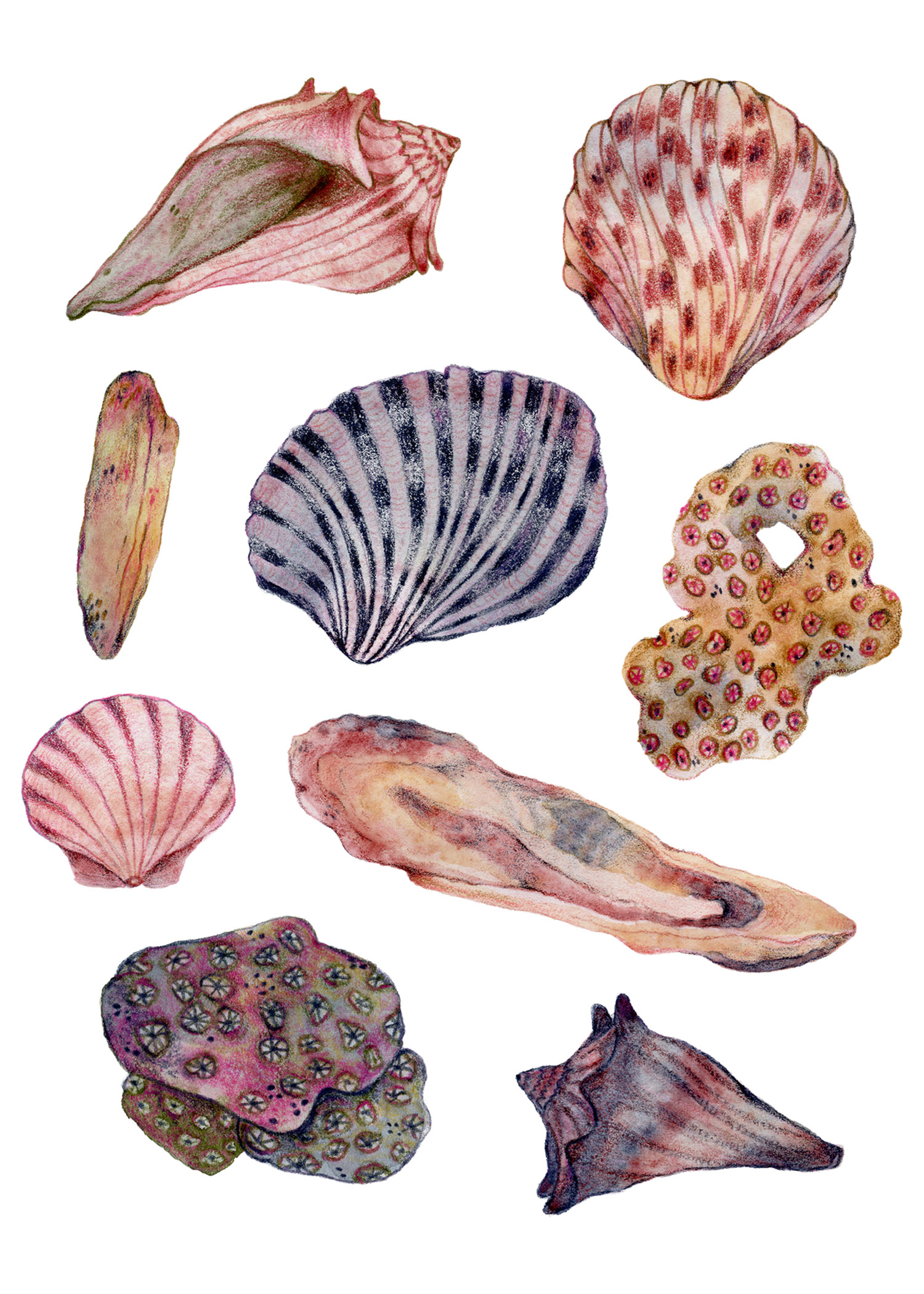 Flora Walsh Shells